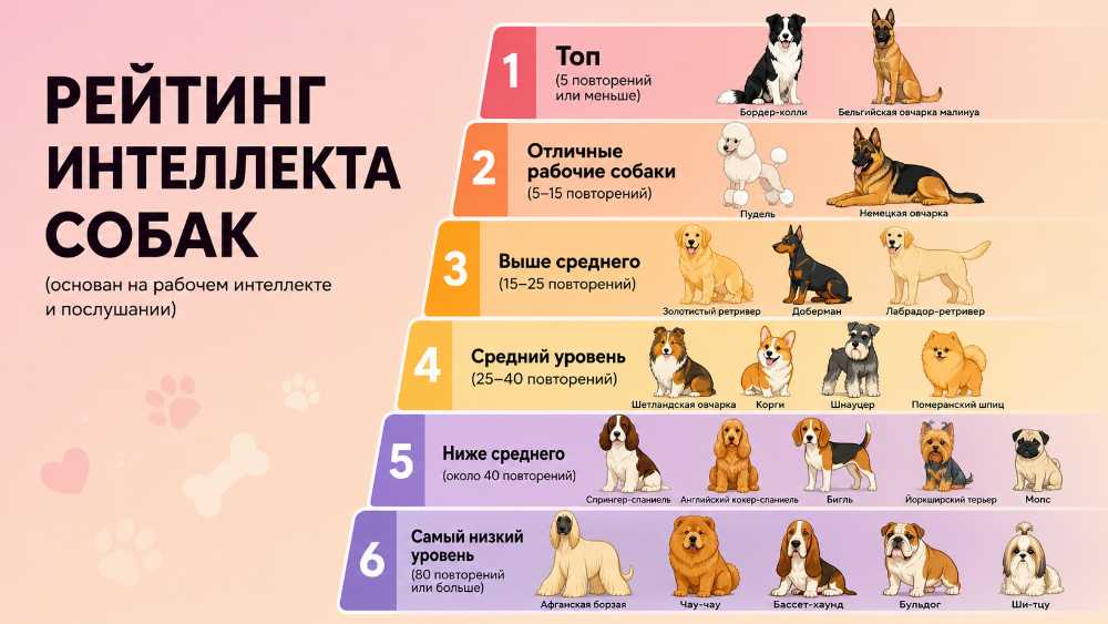 Рейтинг собак по интеллекту