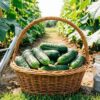Чем подкормить огурцы: корзина с урожаем, рядом лейка, зола и гуминовое удобрение на огуречной грядке