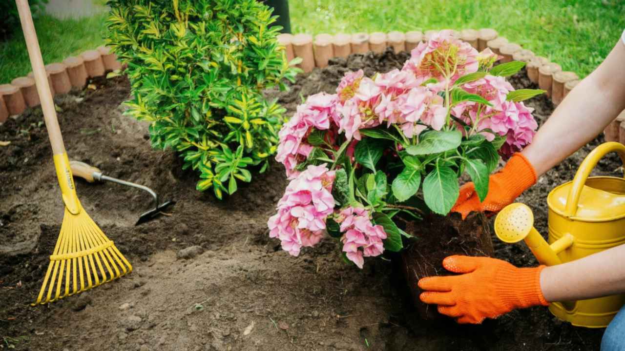 Подкисление почвы торфом перед подкормкой гортензии для пышного цветения