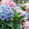 Полное руководство по подкормке гортензии: схемы, сроки и удобрения