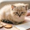 Как назвать кошку — котёнок на пледе с бирками для имени